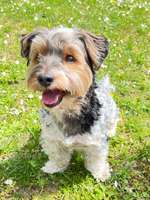 Schlappohren Suche <3-Beitrag-Bild