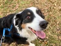 Benötige Empfehlungen, Ratschlag bezüglich Ausschlussdiät, Allergie-Beitrag-Bild