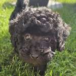 Ersteller:in Silvana Profilbild