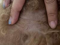 Braune Punkte im Fell?-Beitrag-Bild