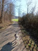 Hundeauslaufgebiet-zwischenrunde-Bild