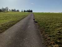 Hundeauslaufgebiet-zwischenrunde-Bild