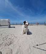 Hundeauslaufgebiet-Norden Hundestrand, Norddeich-Bild