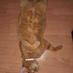 Ersteller:in Die lieben Profilbild