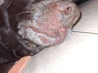 Abschürfung an der Nase?-Beitrag-Bild