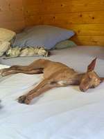 Urlaub alleine mit Hund(en)-Beitrag-Bild