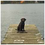 Hundeauslaufgebiet-Müggelheim/Große Krampe-Bild