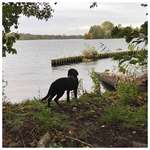 Hundeauslaufgebiet-Müggelheim/Große Krampe-Bild