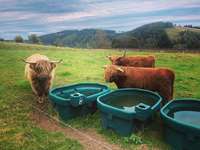 Hundeauslaufgebiet-Rund um den Steinigen Hügel-Bild