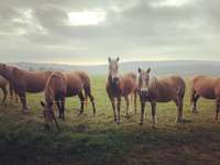 Hundeauslaufgebiet-Rund um den Steinigen Hügel-Bild