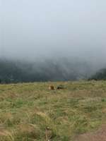 Hundeauslaufgebiet-Rund um den Steinigen Hügel-Bild