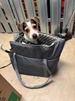 Tragetasche für den Hund-Beitrag-Bild