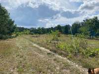 Hundeauslaufgebiet-Nüssauer Heide. Büchen-Bild