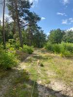 Hundeauslaufgebiet-Nüssauer Heide. Büchen-Bild