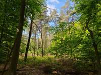 Hundeauslaufgebiet-Leucht-Bild