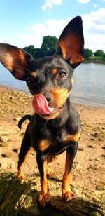 Gibt es noch weitere Rehpinscher oder Pinscher hier?-Beitrag-Bild