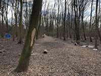 Hundeauslaufgebiet-Hundewald Stolpe-Bild