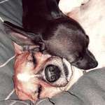 Ersteller:in Christina mit Boba&Gizmo Profilbild