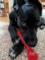 Unkaputtbares Spielzeug-Beitrag-Bild