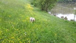 Hundeauslaufgebiet-Lehnenbachstausee-Bild