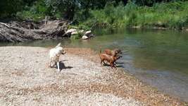 Hundeauslaufgebiet-An der Rems-Bild