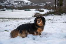 Hundeauslaufgebiet-Gimbacher Hof / Gundelhard-Bild