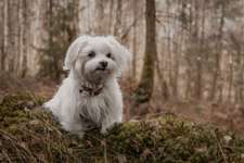 Hundeauslaufgebiet-Gimbacher Hof / Gundelhard-Bild