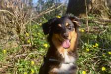 Gibt's hier jemanden der hier einen Australian Shepherd Welpen hat ?-Beitrag-Bild