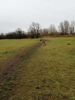 Hundeauslaufgebiet-Salbker See I und II / Elbwiesen-Bild