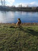 Hundeauslaufgebiet-Salbker See I und II / Elbwiesen-Bild