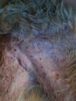 Hautausschlag - was kann das sein-Beitrag-Bild