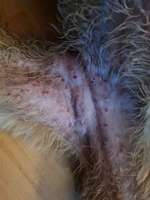 Hautausschlag - was kann das sein-Beitrag-Bild