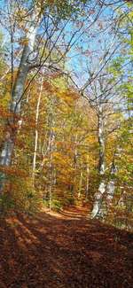 Hundeauslaufgebiet-Ukleisee Rundweg-Bild