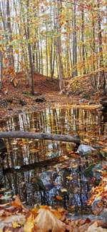 Hundeauslaufgebiet-Ukleisee Rundweg-Bild