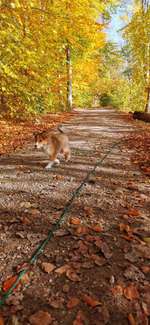 Hundeauslaufgebiet-Ukleisee Rundweg-Bild