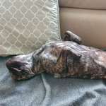 Ersteller:in Sylvia Profilbild