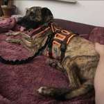 Suchmeldung-Filou-Bild