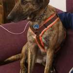 Suchmeldung-Filou-Bild