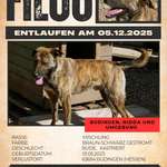 Suchmeldung-Filou-Bild