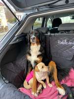 Hundebox Auto-Beitrag-Bild