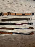 Halsbänder (Sabro/Anny-X/Sugar Dog)-Beitrag-Bild