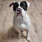 Ersteller:in David Profilbild