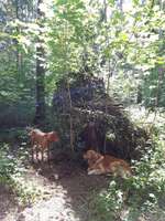 Hundeauslaufgebiet-Südpark/Sendlinger Wald-Bild