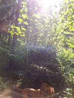 Hundeauslaufgebiet-Südpark/Sendlinger Wald-Bild