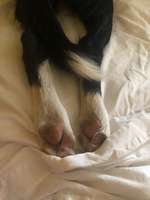 Fusspics sind out, Pfoten for the win!-Beitrag-Bild