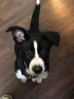 eure Spitznamen für die Vierbeiner-Beitrag-Bild