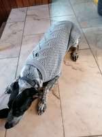 Optimales Halsband finden-Beitrag-Bild