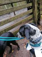 Optimales Halsband finden-Beitrag-Bild