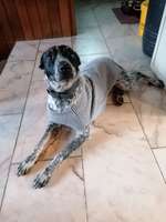 Optimales Halsband finden-Beitrag-Bild