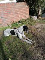 Optimales Halsband finden-Beitrag-Bild